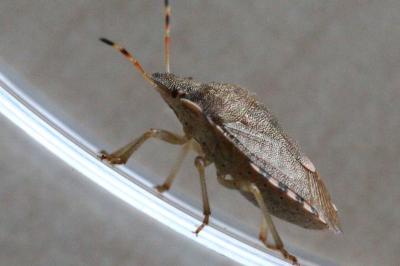 Peribalus strictus vernalis