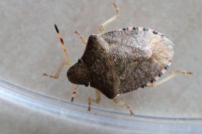 Peribalus strictus vernalis