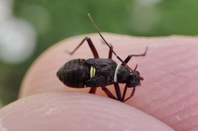 Hadrodemus m-flavum