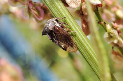 Centrotus cornutus