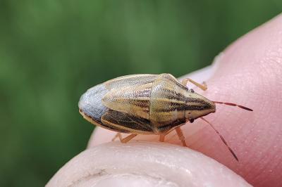 Aelia acuminata