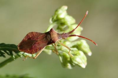 Haploprocta sulcicornis