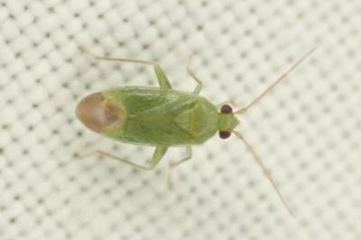 Orthotylus caprai