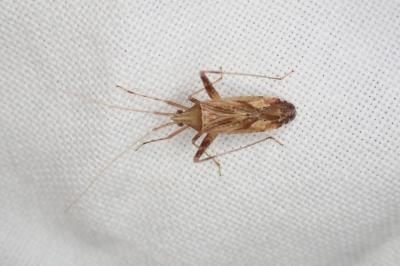 Phytocoris