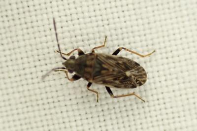 Peritrechus nubilus