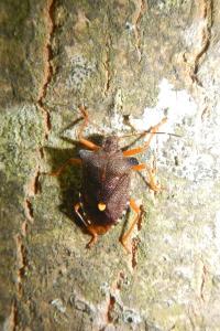 Pentatoma rufipes