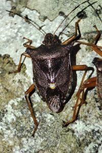 Pentatoma rufipes