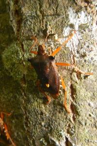Pentatoma rufipes