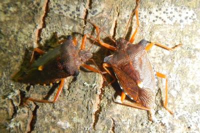 Pentatoma rufipes