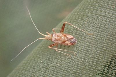 Phytocoris varipes