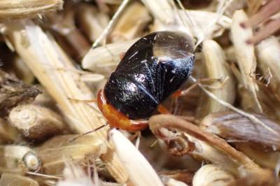 Geocoris erythrocephalus