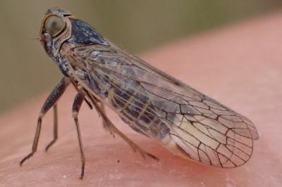 Pentastiridius leporinus