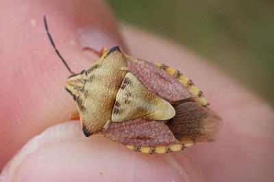 Carpocoris purpureipennis
