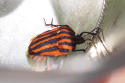 Graphosoma italicum