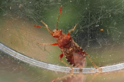 Rhopalus subrufus