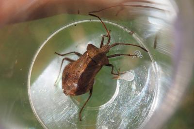 Coreus marginatus