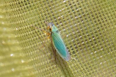 Cicadella viridis