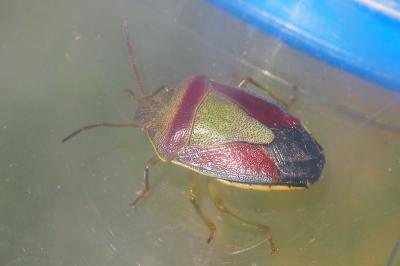 Piezodorus lituratus