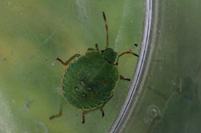Palomena prasina