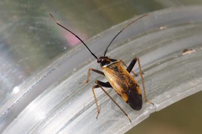 Adelphocoris seticornis