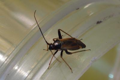 Adelphocoris seticornis