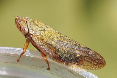 Aphrophora pectoralis
