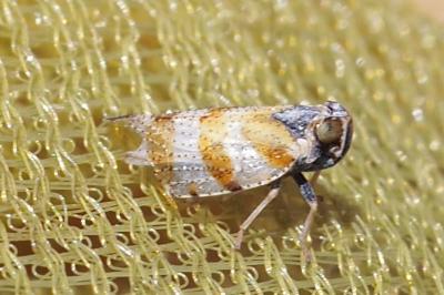 Tachycixius venustulus
