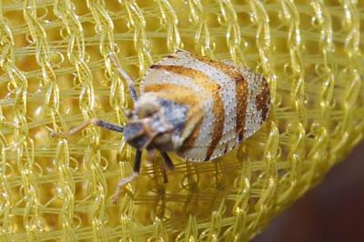 Tachycixius venustulus