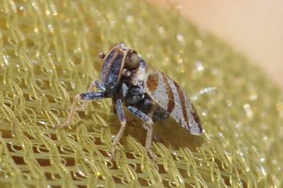 Tachycixius venustulus