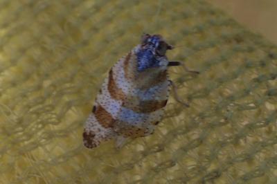 Tachycixius venustulus