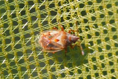 Kleidocerys ericae