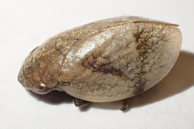 Lepyronia coleoptrata