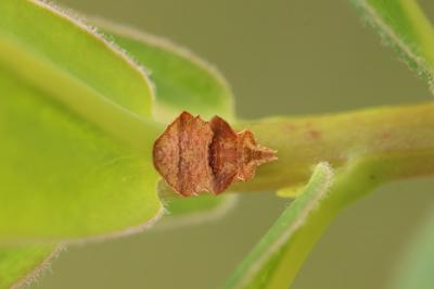Phymata crassipes