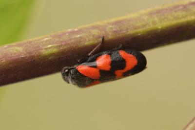 Cercopis vulnerata