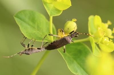 Dicranocephalus albipes