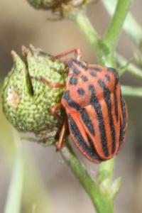 Graphosoma semipunctatum