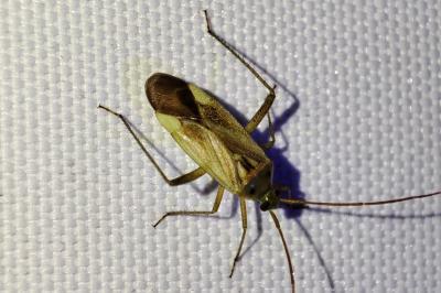 Adelphocoris lineolatus