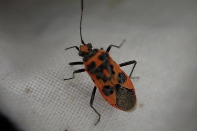 Corizus hyoscyami