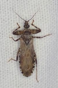 Oncocephalus squalidus