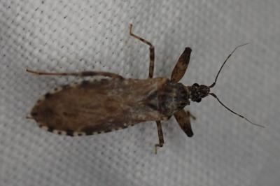 Oncocephalus squalidus