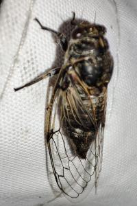 Cicadatra atra