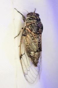 Cicadatra atra