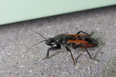 Peirates hybridus