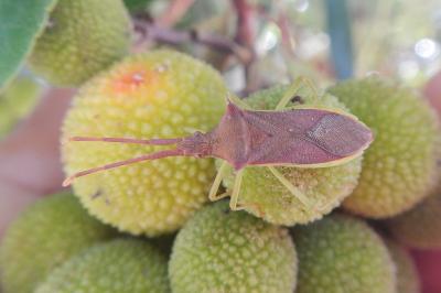 Gonocerus insidiator
