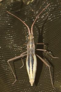 Chorosoma schillingii