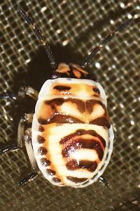 Eurydema ornata