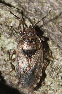 Platyplax salviae