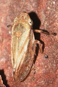 Philaenus spumarius
