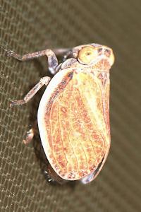 Agalmatium bilobum
