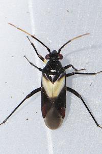 Auchenocrepis minutissima